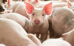 Giá lợn 30.000/kg, 'khủng hoảng lịch sử' một lần nữa lặp lại