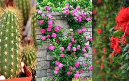 Trồng cây trên ban công, nếu không nắm những điều này bạn sẽ phải tốn công sức tiền của vì phá đi làm lại rất nhiều lần