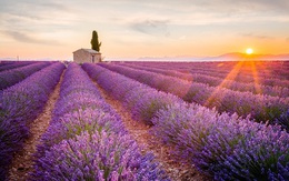 Ngất ngây giữa cánh đồng hoa oải hương Lavender Pháp