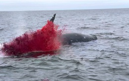 Xác cá voi trôi lênh đênh ngoài biển rồi bất ngờ nổ tung khiến ngư dân sợ điếng người