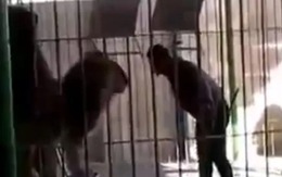 Kinh hoàng cảnh sư tử nổi đóa xé xác người huấn luyện trong buổi trình diễn, khán giả bất lực ngồi xem 'quái vật lấy mạng người'