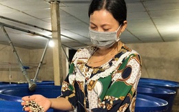 Cho giá đậu 'nằm bồn, ngủ máy lạnh' nữ nông dân kiếm 300 triệu đồng mỗi năm
