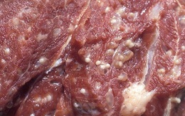 Cách phân biệt thịt lợn sạch và thịt lợn bệnh, ngâm hóa chất