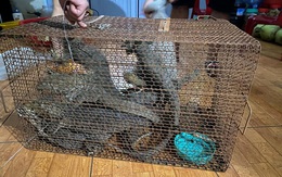 Mua kỳ đà về phóng sinh, bà lão 75 tuổi đối diện mức án đến 15 năm tù