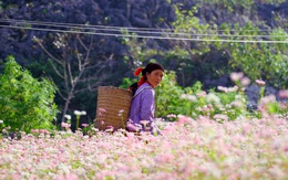 Hà Giang - Nơi đá nở hoa