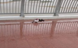 Nam thanh niên nhảy sông tự tử rồi bơi vào trụ cầu... kêu cứu