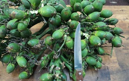 Khởi tố, tạm giam 4 thanh niên chuyên trộm… cau