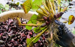 Loại củ gai góc nhắc lại "tuổi thơ dữ dội" của nhiều người đang gây "bão" chợ mạng, tiểu thương chốt đơn mỏi tay từ sáng tới đêm