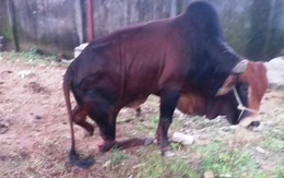 Nghệ An: Nghi vấn đàn bò bị kẻ xấu chém đứt chân 

