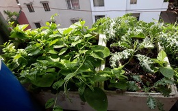 Khu vườn đủ loại rau của mẹ đảm ở Long Biên với hạt giống 0 đồng, ủ phân bón từ rác nhà bếp