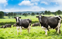 Vì sao 100% sữa New Zealand bò ăn cỏ tự nhiên "đốn tim" các mẹ Việt?