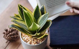 Top 4 cây phong thủy xanh tốt, dễ đón tài lộc, mang bình an cho cả gia đình