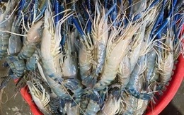 Tôm càng xanh cỡ đại rẻ khó tin, khách mua ngán ngẩm lắc đầu