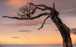 Đã tìm ra người chặt cây phong ba đẹp nhất biển mây Lảo Thẩn - Y Tý