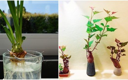 6 loại rau ăn lá đừng vứt gốc, trồng vào chậu là có thể hái ăn trong khoảng 20 ngày