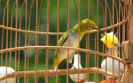 3 tên côn đồ mang kim tiêm đi cướp... lồng chim vành khuyên