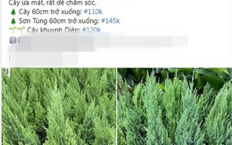 Cận Giáng sinh, cây thông mini đắt khách trên chợ mạng