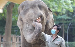 Nhân viên chăm sóc vườn thú ở Thảo Cầm Viên háo hức chờ ngày mở cửa