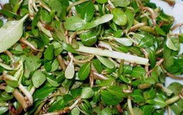 Loại rau cho lợn ăn, mọc dại, nhổ vứt đi không hết nay thành đặc sản thành phố