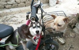 Gửi chó Husky về quê nhờ bà nuôi hộ, 2 tuần sau chủ nhân phải đi xin lỗi cả làng