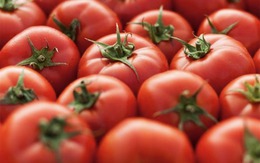 Loại cà chua mới 500 ngàn/kg, ăn vào giảm huyết áp
