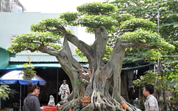 Bán xe mua cây cảnh ở chân núi, sau 12 năm chồng phát giá 60 tỷ, vợ nói 1 câu cực thấm