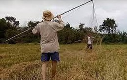 Xô xát giữa cánh đồng từ chuyện con trâu làm rách lưới bẫy chim