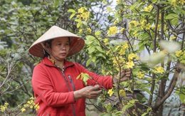 Chưa đến Tết, 'thủ phủ' đào, mai hoa đã nở rực rỡ, nông dân lo thất thu