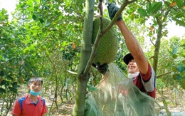 Giá mít Thái ở ĐBSCL đã xuống 4.000/kg nhưng rất khó tiêu thụ