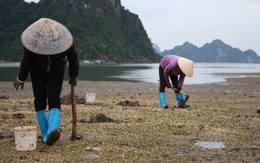 Quảng Ninh: Cận cảnh đi săn sá sùng kiếm tiền triệu mỗi ngày