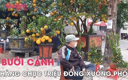 Bưởi cảnh hàng chục triệu đồng vừa xuống phố đã có khách đặt mua