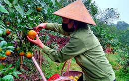 “Thủ phủ” cam bù nức tiếng ở Hà Tĩnh vào mùa thu hoạch