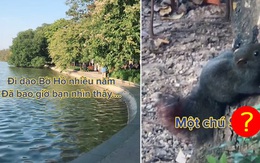 Bờ hồ Gươm bất ngờ xuất hiện loài sinh vật không ngờ tới, hỏi ra mới biết không ít người từng gặp chúng ở Hà Nội