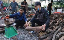 Độc lạ chợ 'củi vụn' có giá tiền triệu một cân