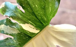 Nửa tỷ đồng một lá cây kiểng đột biến