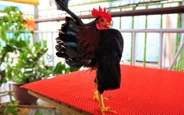 Miền Tây xuất hiện gà lạ thích mát xa, uống rượu, giá tiền triệu mỗi con