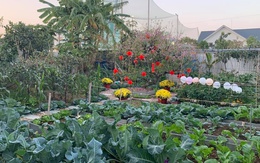 "Nông trại" rộng 300m² đẹp như cổ tích với đủ loại hoa và rau quả của mẹ 4 con ở Móng Cái, Quảng Ninh