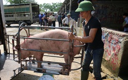 Giá lợn hơi bắt đáy của năm, nhiều hộ chăn nuôi 'treo' chuồng
