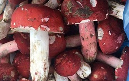 Đổ xô về rừng xứ Lạng săn nấm Chẹo - đặc sản quý giá cả triệu đồng/kg