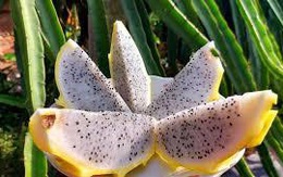 Thanh long tổ yến thuộc hàng hiếm, giá cao ngất vẫn đắt hàng