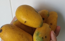 Nghịch lý xoài mút Trung Quốc bán chạy giữa lúc xoài Việt Nam thu hoạch rộ