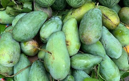 Tin buồn đầu mùa: Xoài Việt dội chợ, giá rẻ như rau