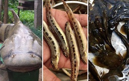 3 loại cá đặc sản hiếm ở miền núi, có tiền cũng khó mua
