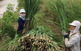 Loại cây mọc dại bờ ao, mang về Hà Nội thành đặc sản giúp tiểu thương kiếm tiền triệu mỗi ngày