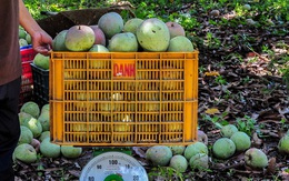 Xoài Úc rớt giá khủng khiếp: Chỉ 2.000-3.000 đồng/kg, người trồng xoài nghẹn ngào bên gốc cây đầy quả