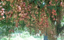 Cây cổ thụ nghìn quả đỏ hồng từ gốc tới ngọn: Đại gia xin mua, cụ chủ lắc đầu