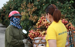 Ngồi Sài Gòn 'với tay' hái vải vườn Bắc Giang, chỉ 6 tiếng là ăn đồ tươi
