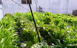 Dù không có sân thượng nhưng mẹ đảm ở Sài Gòn vẫn có được vườn nông sản xanh mướt trên mái tôn