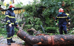 Hà Nội: Nỗi lo cây gãy đổ thường trực trên đầu người dân khi mùa mưa bão đến