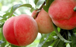 Đào quý nhân nặng gần 1kg, ngọt hơn mật, Tôn Ngộ Không cũng thèm
